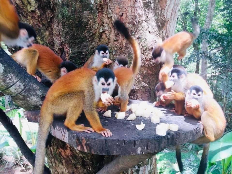 La Purruja Lodge Golfito Εξωτερικό φωτογραφία