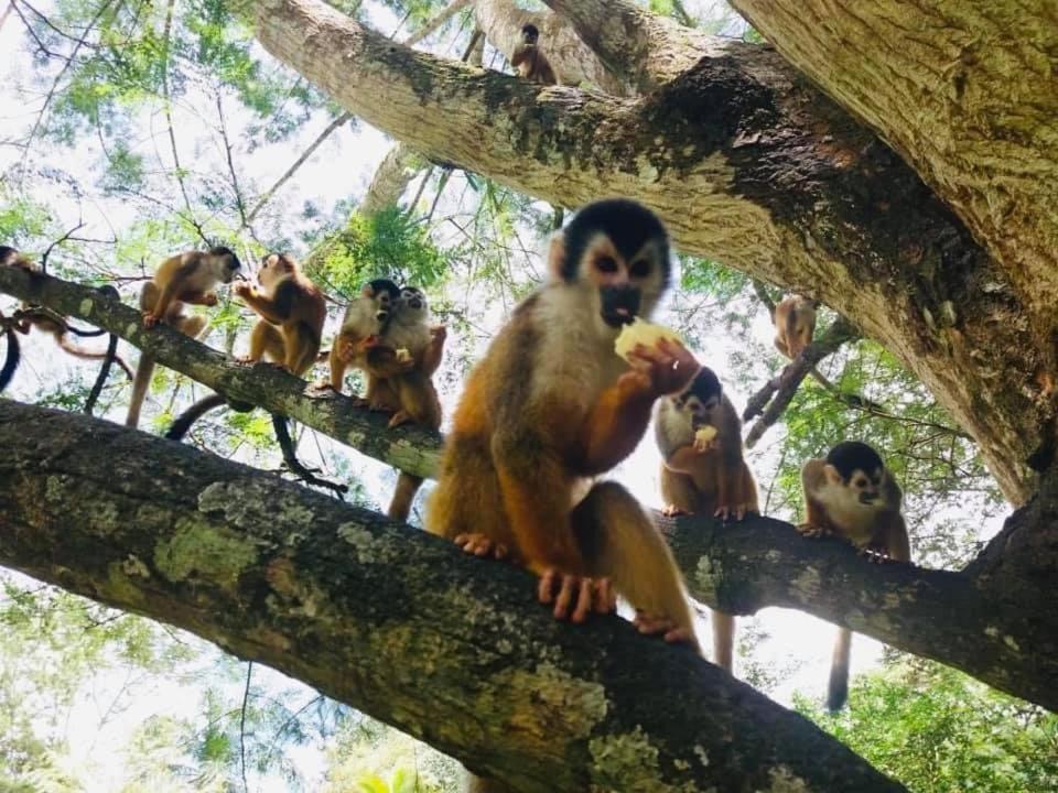 La Purruja Lodge Golfito Εξωτερικό φωτογραφία