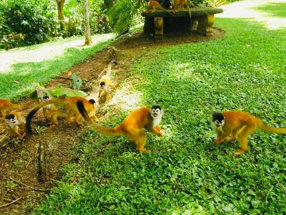La Purruja Lodge Golfito Εξωτερικό φωτογραφία