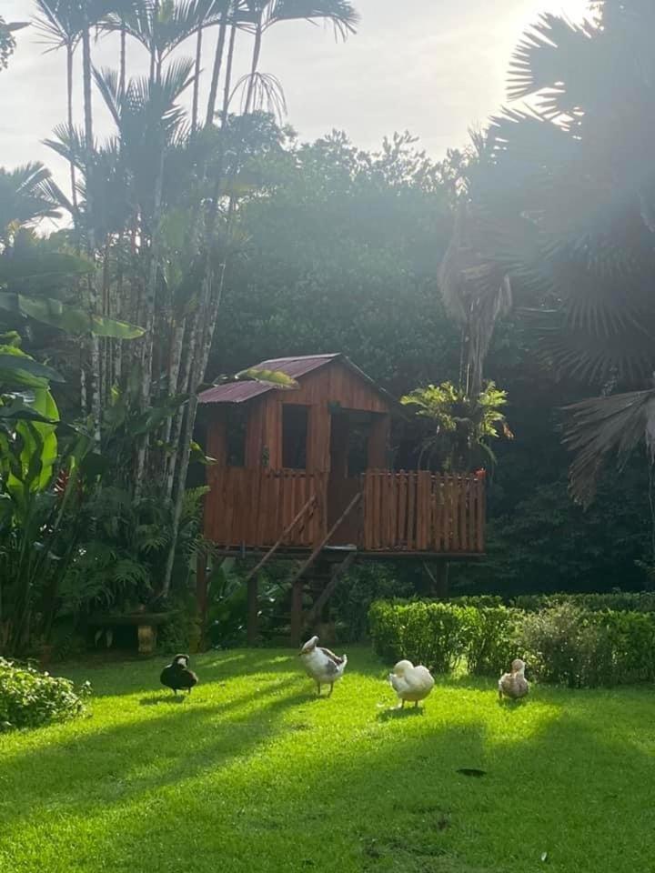 La Purruja Lodge Golfito Εξωτερικό φωτογραφία